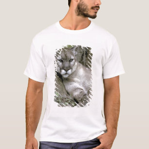 Panther Florida, Felis concolor coryi, T-Shirt
