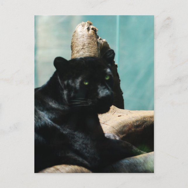 Panther mit Piercing Augen Postkarte (Vorderseite)