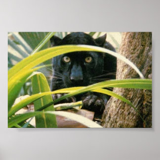 Panther Poster
