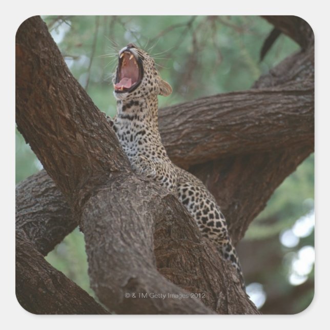 Panther Quadratischer Aufkleber (Vorderseite)