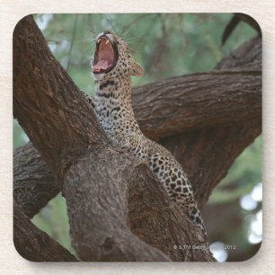 Panther Untersetzer