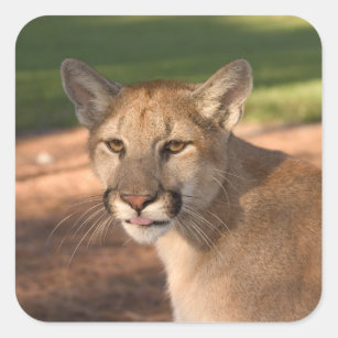 Panther USA, Florida (Felis concolor) ist auch Quadratischer Aufkleber