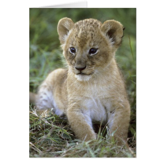 Panthera leo), Tansania, (Vorne)