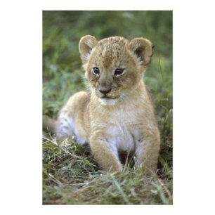 Panthera leo), Tansania, Fotodruck
