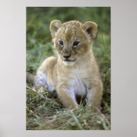 Panthera leo), Tansania,
