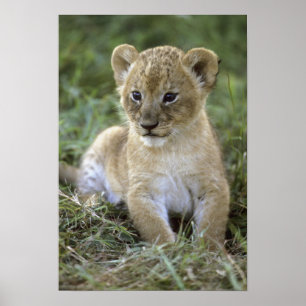 Panthera leo), Tansania, Poster