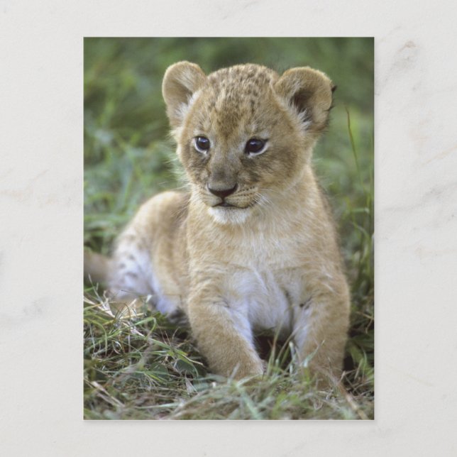 Panthera leo), Tansania, Postkarte (Vorderseite)