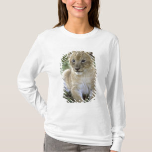 Panthera leo), Tansania, T-Shirt