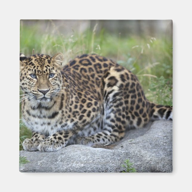 Panthera pardus orientalis magnet (Vorne)