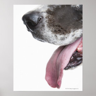 Panting Harlequin Great Dane Poster