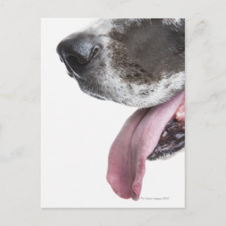 Panting Harlequin Great Dane Postkarte