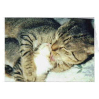 Papa-Katze und sein Kätzchen