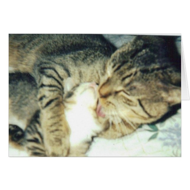 Papa-Katze und sein Kätzchen (Vorderseite (Horizontal))