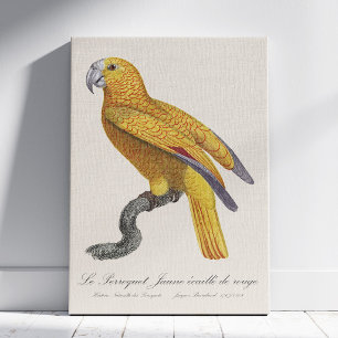 Papagei des Paradieses von Kuba, Psittacus Paradis Leinwanddruck