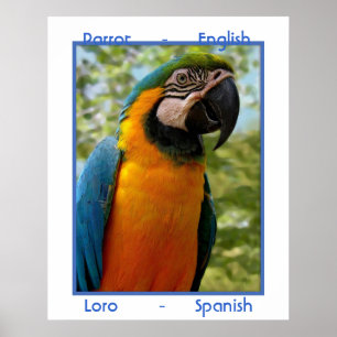 Papagei, Englisch, Loro Spanisch Poster