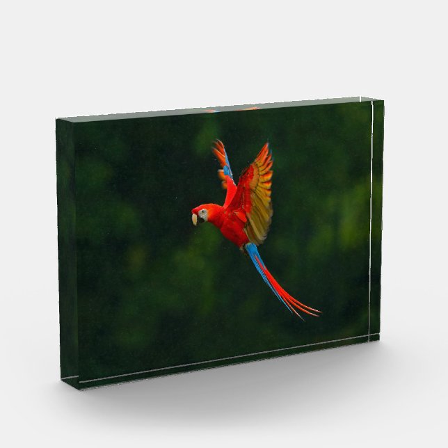 Papagei Fotoblock (Links)