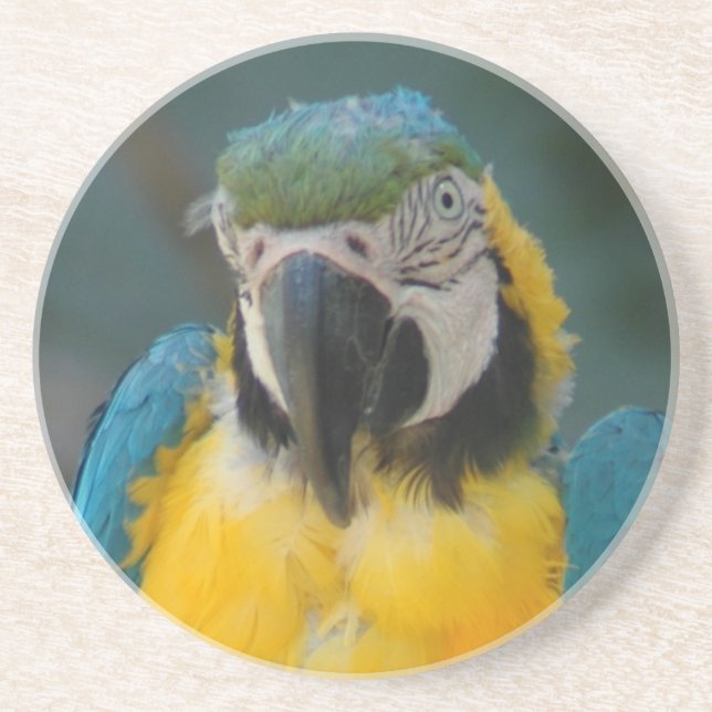 Papagei Getränkeuntersetzer (Vorne)