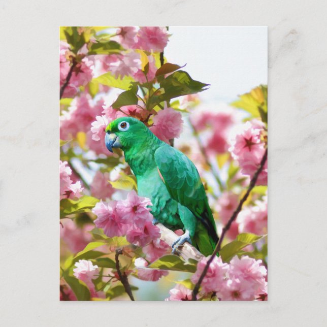Papagei in Kirschblüten Postkarte (Vorderseite)