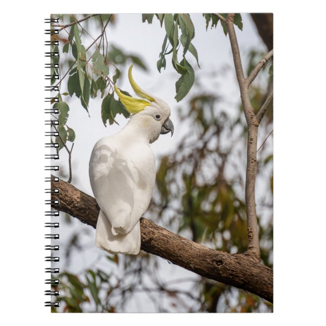 Papagei, Kakadu mit Schwefelkies, Vogel Notizblock (Vorderseite)