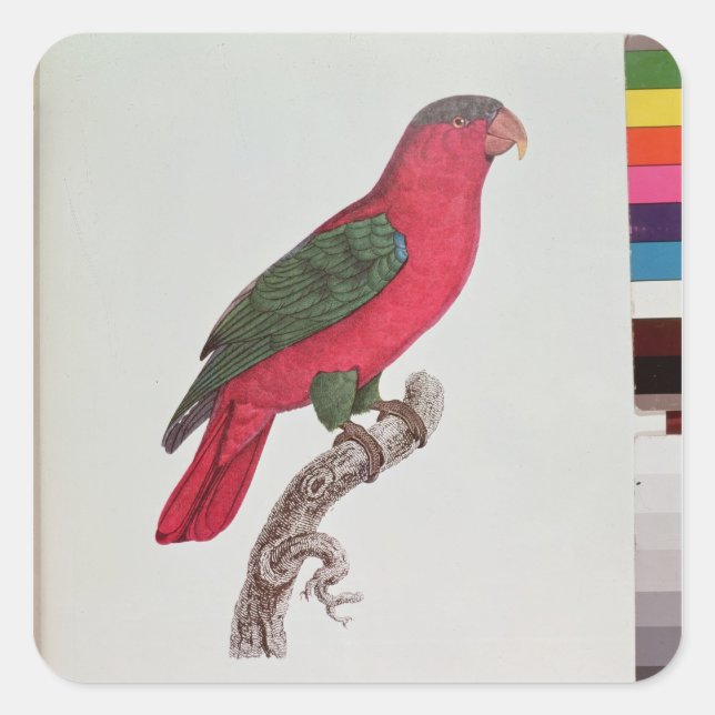 Papagei: Lory oder Collared Quadratischer Aufkleber (Vorderseite)