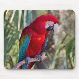 Papagei Mousepad