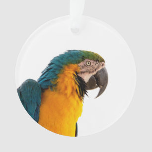 Papagei Ornament