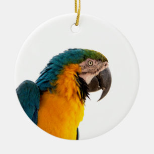 Papagei-Post-it-Hinweise Keramik Ornament