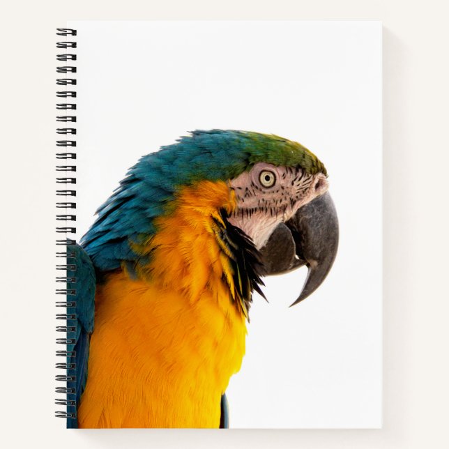 Papagei-Post-it-Hinweise Notizbuch (Vorderseite)