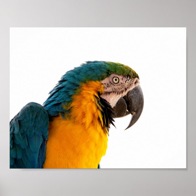 Papagei-Post-it-Hinweise Poster (Vorne)