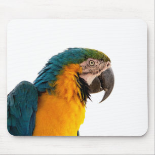 Papagei-Post-it-Notizen Mousepad