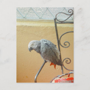 Papagei - Postkarte
