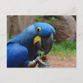 Papagei Postkarte