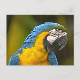 Papagei Postkarte