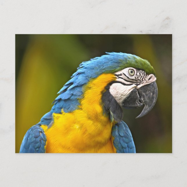 Papagei Postkarte (Vorderseite)