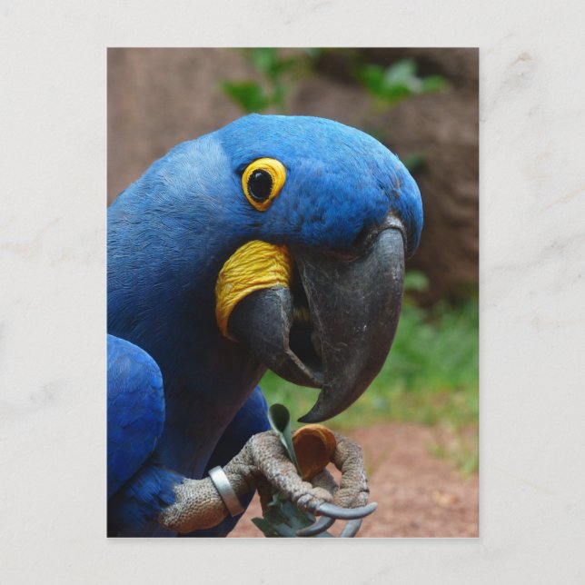 Papagei Postkarte (Vorderseite)