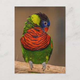 Papagei Postkarte