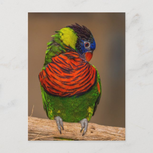 Papagei Postkarte (Vorderseite)