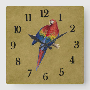 Papagei Quadratische Wanduhr