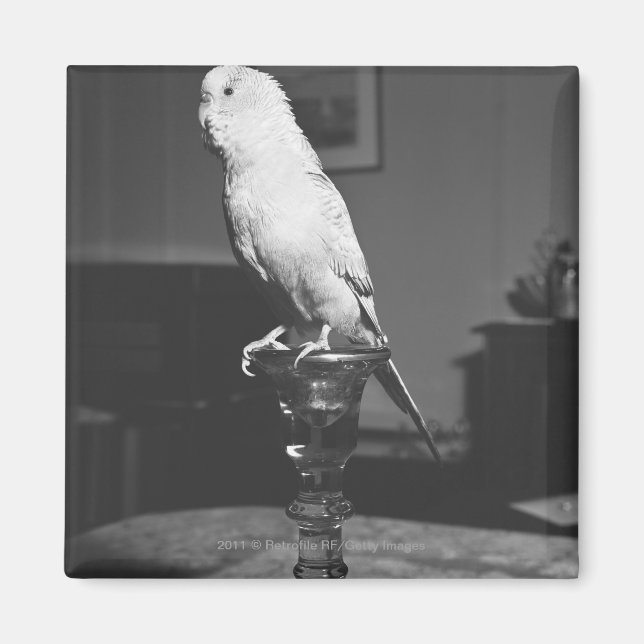 Papagei sitzt auf Kerzenhalter B&W Magnet (Vorne)