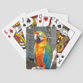 Papagei, Spielkarten, Natur, Vögel Spielkarten