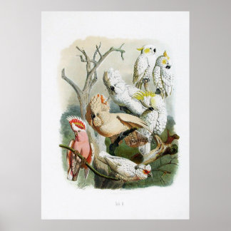 Papagei-Vintage Drucksammlung 1848 Poster