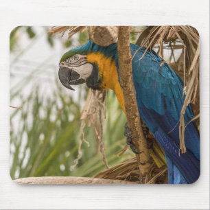 Papagei, Vogel, sitzen Mousepad