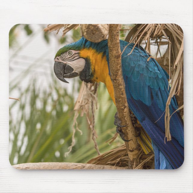 Papagei, Vogel, sitzen Mousepad (Vorne)