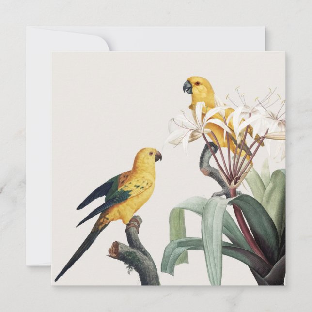 Papageien (Vorderseite)