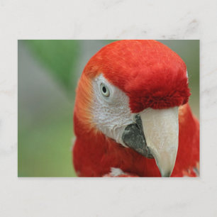 Papageien der Karibik Postkarte