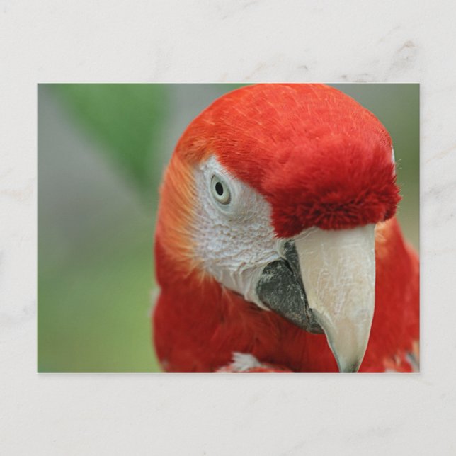 Papageien der Karibik Postkarte (Vorderseite)
