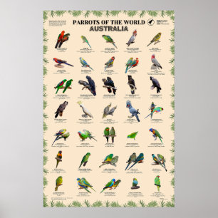 Papageien der Welt - Australien Poster