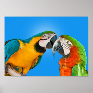 Papageien im Liebe-Druck Poster