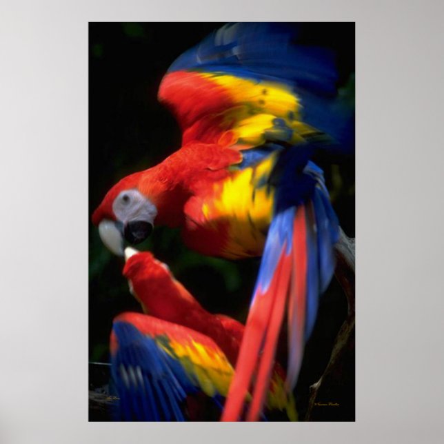 Papageien in Liebe-Poster Poster (Vorne)