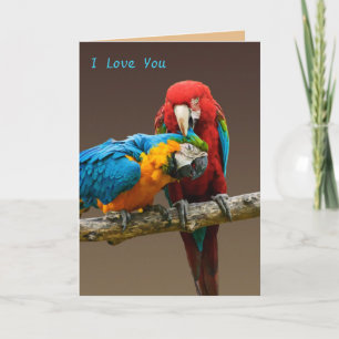 Papageien Liebe Gold und Blue Macaw Scarlett Macaw Karte